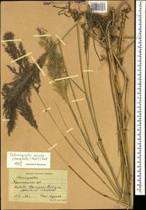 Calamagrostis pseudophragmites (Haller f.) Koeler, Caucasus, Krasnodar Krai & Adygea (K1a) (Russia)
