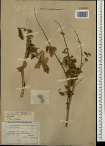 Onobrychis pallasii (Willd.) M.Bieb., Crimea (KRYM) (Russia)