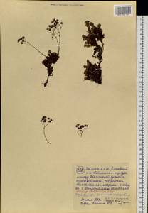 Saxifraga cherlerioides D. Don, Siberia, Chukotka & Kamchatka (S7) (Russia)