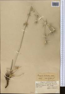 Eryngium billardierei F. Delaroche, Middle Asia, Kopet Dag, Badkhyz, Small & Great Balkhan (M1) (Turkmenistan)
