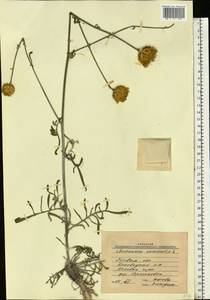 Centaurea orientalis L., Eastern Europe, North Ukrainian region (E11) (Ukraine)