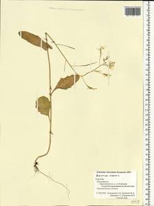 Brassica napus L., Eastern Europe, Northern region (E1) (Russia)