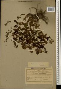 Veronica peduncularis M. Bieb., Caucasus, Georgia (K4) (Georgia)