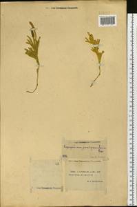 Dendrolycopodium juniperoideum (Sw.) A. Haines, Siberia, Yakutia (S5) (Russia)