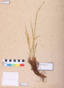 Iris lactea f. biglumis (Vahl) Kitag., Siberia (no precise locality) (S0) (Russia)