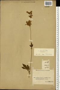 Filipendula ulmaria subsp. picbaueri (Podp.) Smejkal, Middle Asia, Caspian Ustyurt & Northern Aralia (M8) (Kazakhstan)
