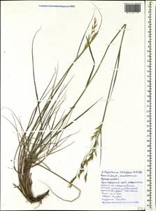 Piptatherum holciforme (M.Bieb.) Roem. & Schult., Caucasus, Black Sea Shore (from Novorossiysk to Adler) (K3) (Russia)