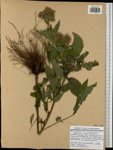 Eupatorium cannabinum L., Eastern Europe, Central region (E4) (Russia)