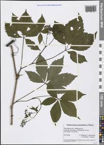 Parthenocissus quinquefolia (L.) Planch., Eastern Europe, Central forest region (E5) (Russia)