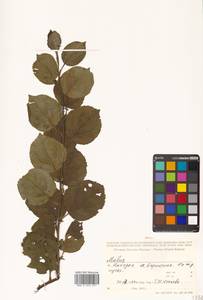 Malus, Siberia, Russian Far East (S6) (Russia)