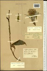 Saussurea latifolia Ledeb., Siberia, Baikal & Transbaikal region (S4) (Russia)