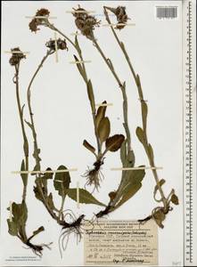 Tephroseris integrifolia subsp. caucasigena (Schischk.) Greuter, Caucasus, Abkhazia (K4a) (Abkhazia)