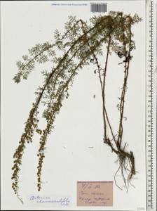 Artemisia chamaemelifolia Vill., Caucasus, Stavropol Krai, Karachay-Cherkessia & Kabardino-Balkaria (K1b) (Russia)