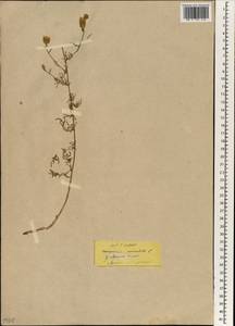 Centaurea paniculata L., South Asia, South Asia (Asia outside ex-Soviet states and Mongolia) (ASIA) (Turkey)