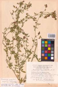 Medicago sativa L., Eastern Europe, Eastern region (E10) (Russia)