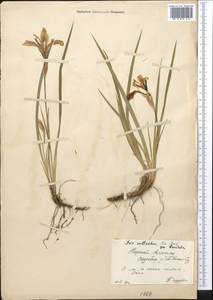 Iris ruthenica subsp. brevituba (Maxim.) Doronkin, Middle Asia, Northern & Central Tian Shan (M4) (Kyrgyzstan)