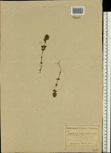 Euphrasia ×vernalis List, Eastern Europe, Middle Volga region (E8) (Russia)