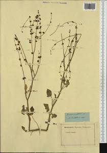 Rumex scutatus subsp. hastifolius (M. Bieb.) Borodina, Western Europe (EUR) (Not classified)