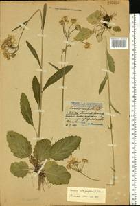 Tephroseris integrifolia (L.) Holub, Eastern Europe, Volga-Kama region (E7) (Russia)