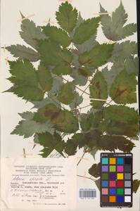 Actaea spicata L., Eastern Europe (no precise locality) (E0)
