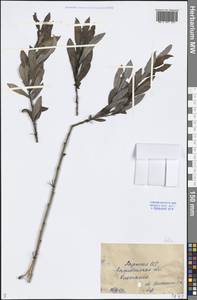 Salix, Middle Asia, Caspian Ustyurt & Northern Aralia (M8) (Kazakhstan)