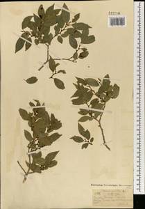 Ulmus pumila L., Mongolia (MONG) (Mongolia)