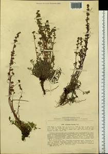 Artemisia borealis Pall., Siberia, Chukotka & Kamchatka (S7) (Russia)