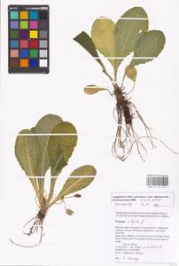 Primula vulgaris Huds., Western Europe (EUR) (Italy)
