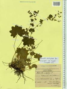 Alchemilla schistophylla Juz., Eastern Europe, Northern region (E1) (Russia)