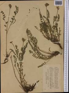 Astragalus leontinus Wulfen, Western Europe (EUR) (Italy)