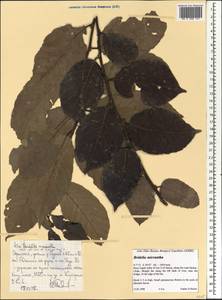 Bridelia micrantha (Hochst.) Baill., Africa (AFR) (Ethiopia)