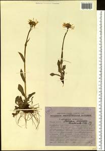 Tephroseris integrifolia subsp. tundricola (Tolm.) B. Nord., Siberia, Chukotka & Kamchatka (S7) (Russia)