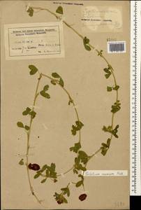Trifolium aureum Pollich, Caucasus, Azerbaijan (K6) (Azerbaijan)