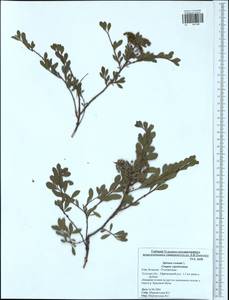 Spiraea crenata L., Eastern Europe, Central region (E4) (Russia)
