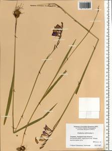 Gladiolus imbricatus L., Eastern Europe, West Ukrainian region (E13) (Ukraine)