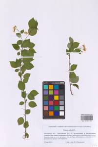 Prunus mahaleb L., Eastern Europe, Moscow region (E4a) (Russia)