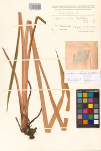 Acorus calamus L., Siberia, Russian Far East (S6) (Russia)