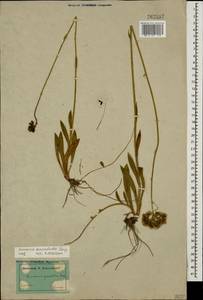 Pilosella auriculoides (Láng) Arv.-Touv., Caucasus, Dagestan (K2) (Russia)