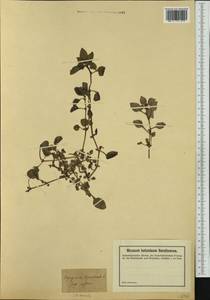 Theligonum cynocrambe L., Western Europe (EUR) (France)