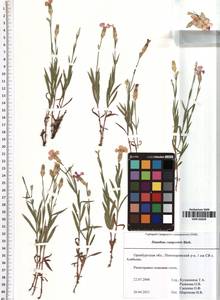Dianthus campestris M. Bieb., Eastern Europe, Eastern region (E10) (Russia)