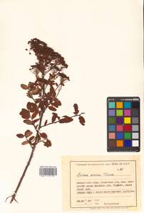 Spiraea media Schmidt, Siberia, Russian Far East (S6) (Russia)