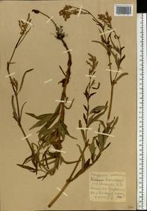Koenigia alpina (All.) T. M. Schust. & Reveal, Eastern Europe, Central forest-and-steppe region (E6) (Russia)