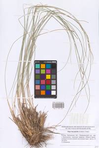 Stipa dasyphylla (Lindem.) Czern. ex Trautv., Eastern Europe, Middle Volga region (E8) (Russia)