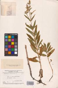 Saponaria officinalis L., Eastern Europe, South Ukrainian region (E12) (Ukraine)
