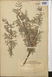 Salix capusii Franch., Middle Asia, Western Tian Shan & Karatau (M3) (Kazakhstan)