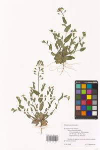 Microthlaspi perfoliatum (L.) F.K.Mey., Eastern Europe, Central forest-and-steppe region (E6) (Russia)