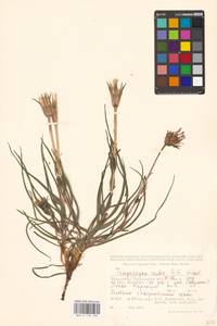 Tragopogon ruber S. G. Gmel., Middle Asia, Caspian Ustyurt & Northern Aralia (M8) (Kazakhstan)