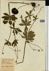 Ranunculus cassubicus L., Eastern Europe, Eastern region (E10) (Russia)