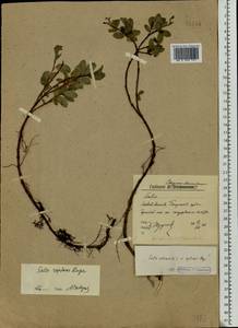 Salix reptans Rupr., Eastern Europe, Northern region (E1) (Russia)