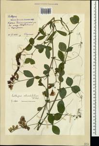 Lathyrus rotundifolius Willd., Crimea (KRYM) (Russia)